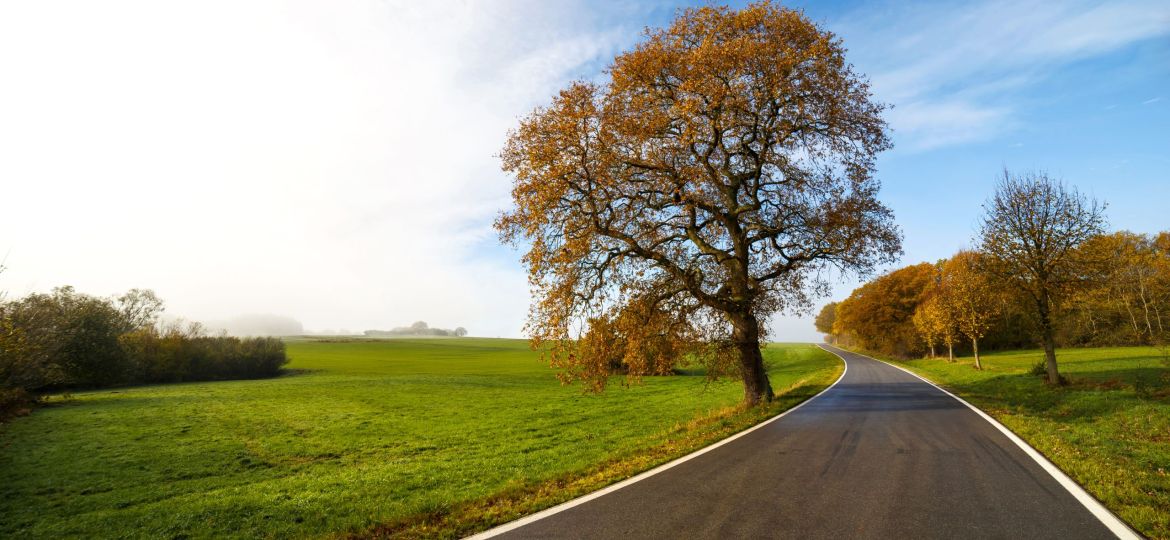 Beautiful view of a road surrounded by trees